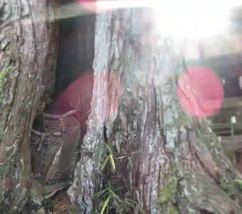 杉森神社の自然