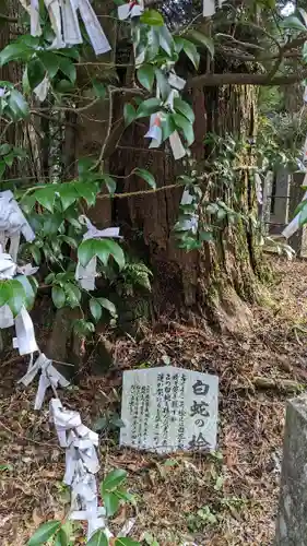 国造神社の自然