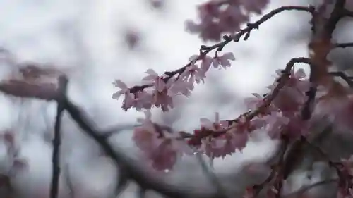 妙蓮寺(京都府)