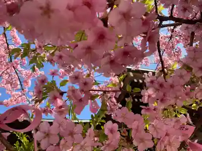 桜神宮(東京都)
