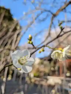 鳩森八幡神社(東京都)