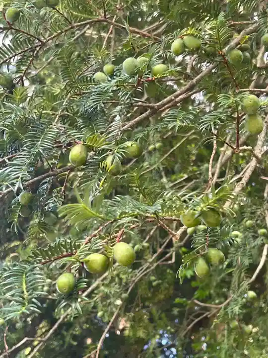 国宝 大法寺の自然