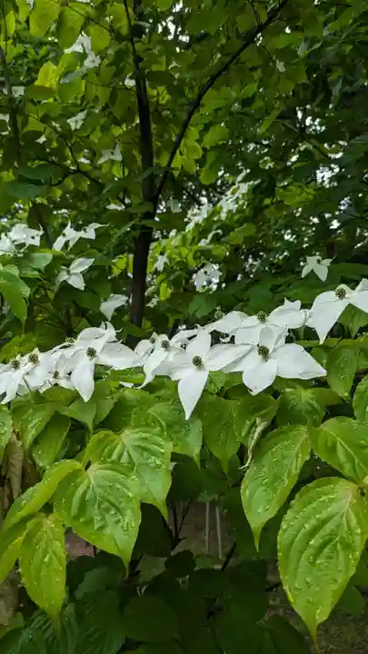 音更神社の自然
