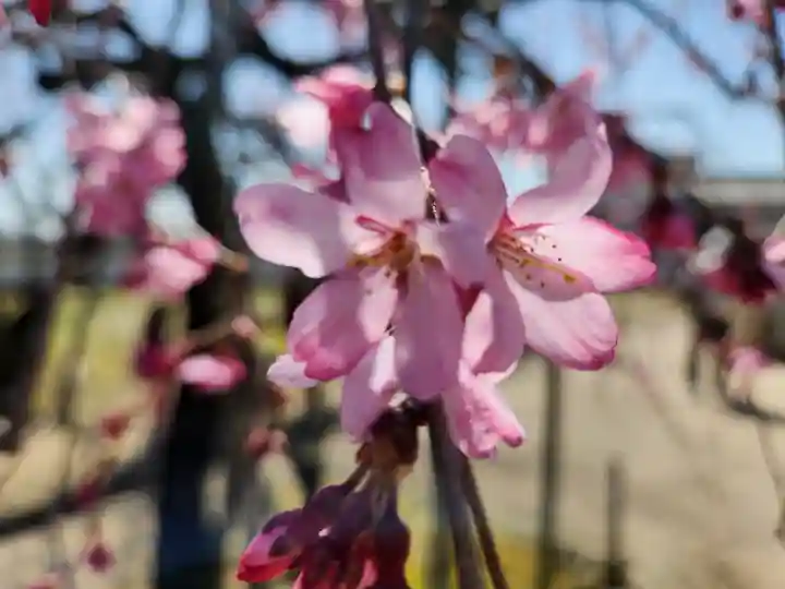 刑部神社の自然