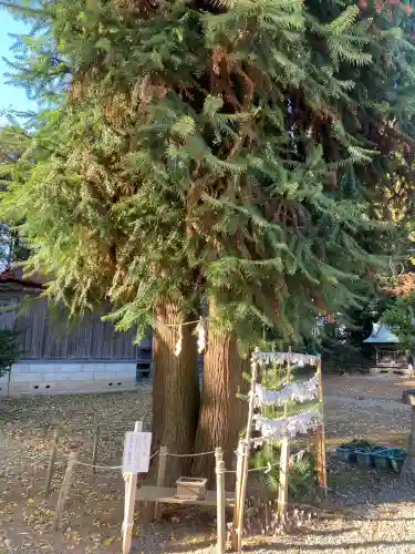 長沼八幡宮(栃木県)