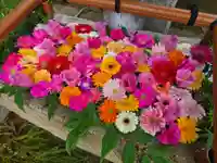 5月23日(土)現在の花手水