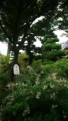 圓光禅寺（円光寺）の自然
