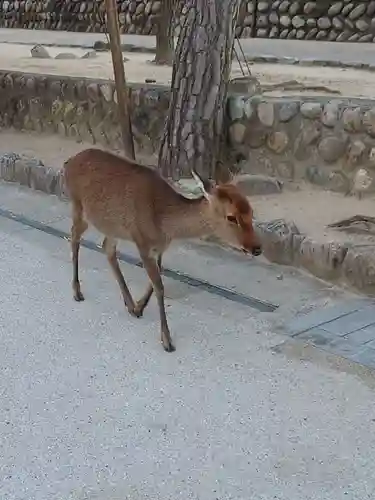 厳島神社の動物