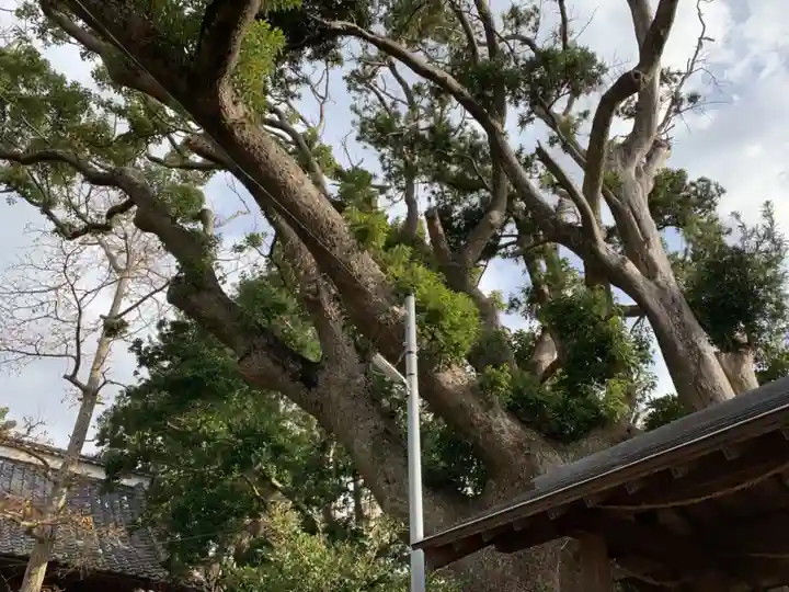 愛宕神社の自然