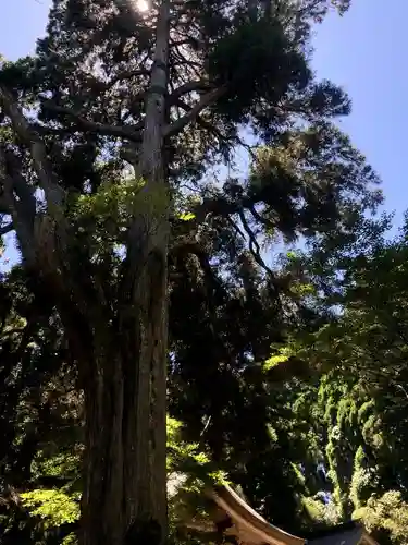 草部吉見神社の自然