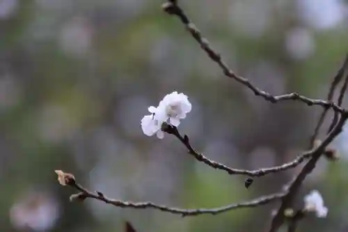 開成山大神宮の自然