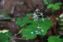 鹿島大神宮の自然