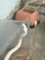 赤水蛇石神社(熊本県)