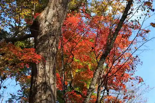 隠津島神社の自然