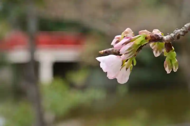 武蔵一宮氷川神社の自然