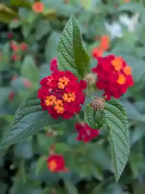 鷺宮八幡神社(東京都)