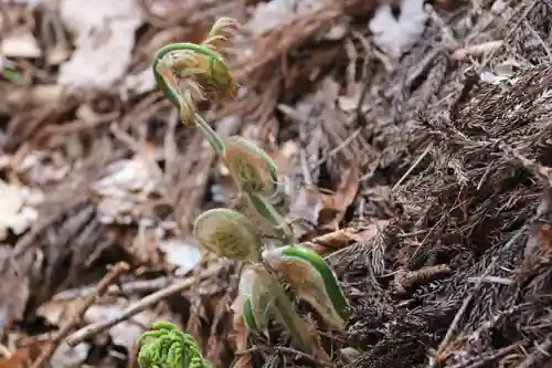 諏訪神社の自然