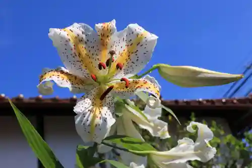 大鏑神社の自然
