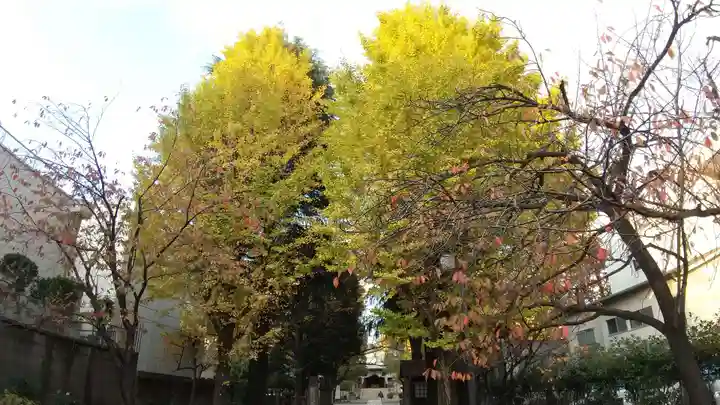 亀戸 香取神社の自然