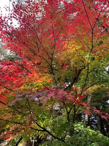 新倉富士浅間神社の自然