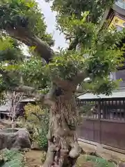 埴生神社の自然