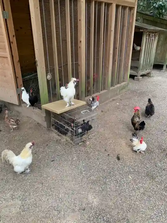 石上神宮の動物