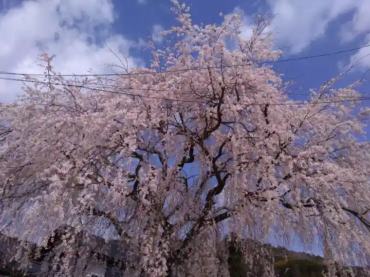 倶梨迦羅神社の自然