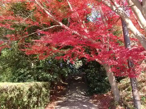 夜都伎神社の自然