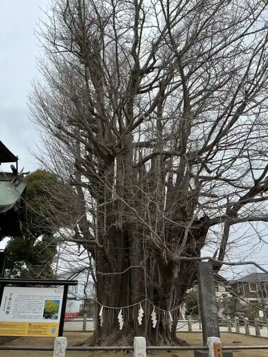 葛飾八幡宮の{uncategorized: "未分類", other: "その他", undefined: "問題あり", building: "その他建物", grave: "お墓", sacred_gate: "鳥居", guardian: "狛犬", statue: "像", buddha: "仏像", history: "歴史", nature: "自然", garden: "庭園", animal: "動物", pagoda: "塔", temizu: "手水舎", mountain_gate: "山門・神門", sanctuary: "本殿・本堂", subordinate: "末社・摂社", art: "芸術", scenery: "景色", jizo: "地蔵", ema: "絵馬", goshuin: "御朱印", omikuji: "おみくじ", items: "授与品その他", amulet: "お守り", goshuincho: "御朱印帳", eats: "食事", festival: "お祭り", votive_dance: "神楽", shichigosan: "七五三参", wedding: "結婚式", experience: "体験その他", initially: "初詣", around: "周辺", anti_infection: "感染症対策"}
