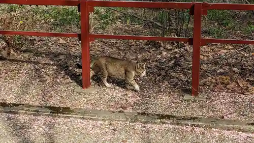 上富良野神社の動物