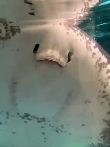 明星来影寺(高知県)