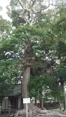 高松宮竹神社(静岡県)