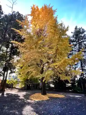 境内の銀杏
