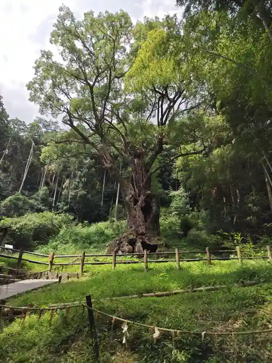 武雄神社(佐賀県)