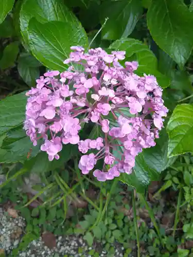 若一王子宮の自然