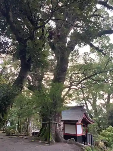 鹿児島神宮の自然
