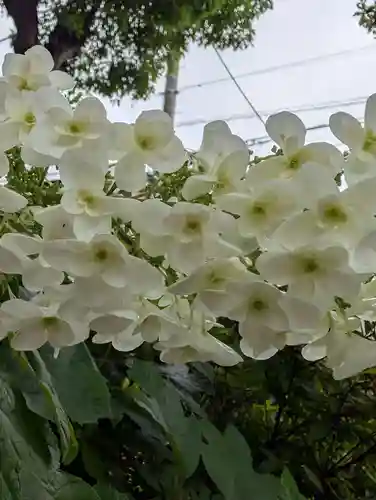 白幡八幡神社(神奈川県)