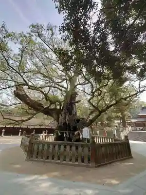 大山祇神社(愛媛県)