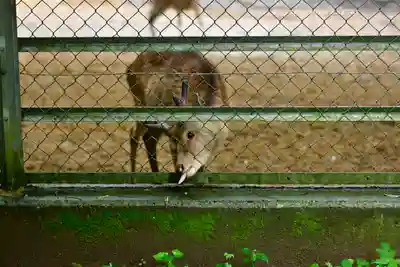 鹿島神宮(茨城県)