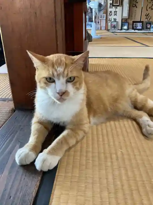 一心寺・一心禅寺の動物