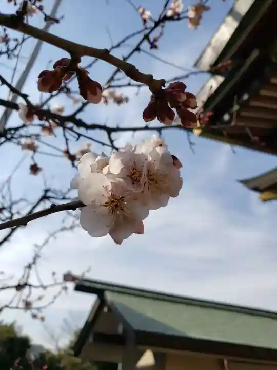 諏訪神社の自然
