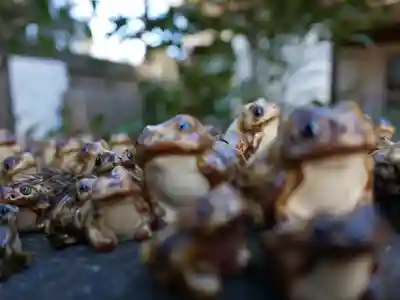渋川八幡宮のその他建物