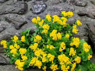 海津見神社（桂浜龍王宮）の{uncategorized: "未分類", other: "その他", undefined: "問題あり", building: "その他建物", grave: "お墓", sacred_gate: "鳥居", guardian: "狛犬", statue: "像", buddha: "仏像", history: "歴史", nature: "自然", garden: "庭園", animal: "動物", pagoda: "塔", temizu: "手水舎", mountain_gate: "山門・神門", sanctuary: "本殿・本堂", subordinate: "末社・摂社", art: "芸術", scenery: "景色", jizo: "地蔵", ema: "絵馬", goshuin: "御朱印", omikuji: "おみくじ", items: "授与品その他", amulet: "お守り", goshuincho: "御朱印帳", eats: "食事", festival: "お祭り", votive_dance: "神楽", shichigosan: "七五三参", wedding: "結婚式", experience: "体験その他", initially: "初詣", around: "周辺", anti_infection: "感染症対策"}