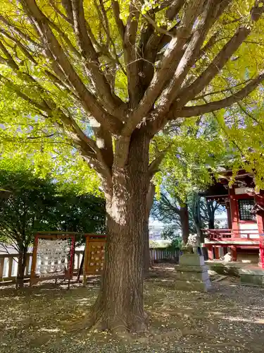 小金八坂神社(千葉県)