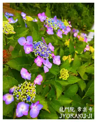 【公式】龍門院常楽寺（秩父札所十一番）(埼玉県)