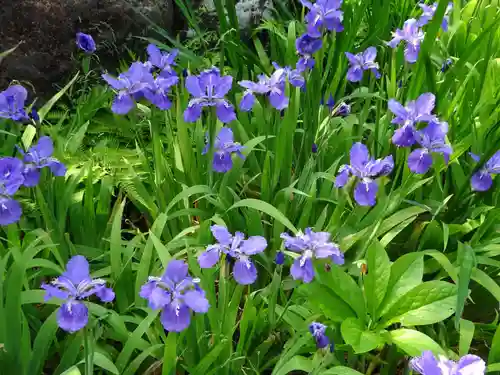 横浜　西方寺の自然