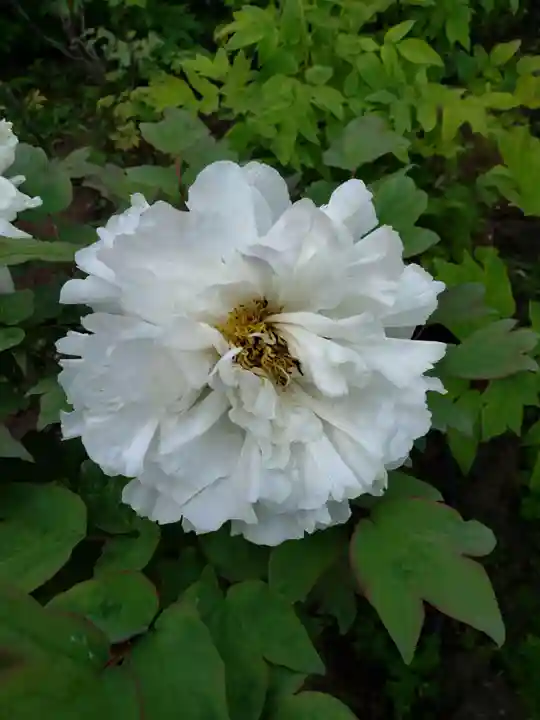 東長谷寺 薬王院の自然