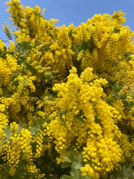 達磨寺(群馬県)