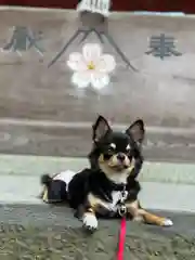 富士山東口本宮 冨士浅間神社の動物