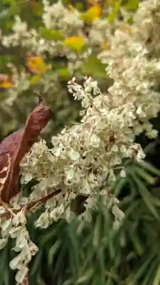 舌根寺廃寺・力寿の桜の自然